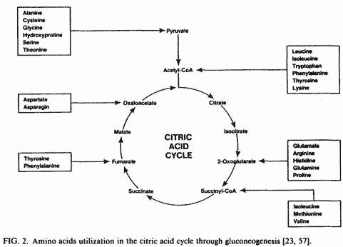 Guy Abraham Figure 2